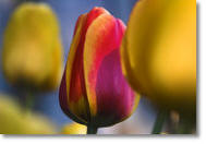 tulips depicting selective focus